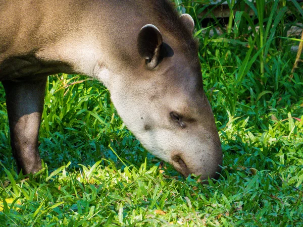 Brasilianska Tapir porträtt — Stockfoto