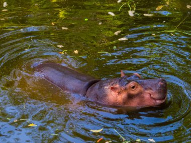 Sudaki su aygırları 