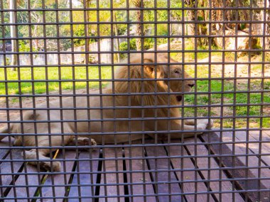 Hayvanat Bahçesi Beyaz Aslan 