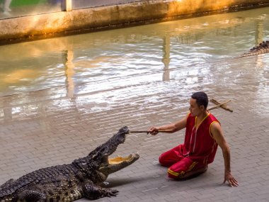 Timsah Göster Sriracha Tiger Hayvanat Bahçesi, Pattaya, Tayland 