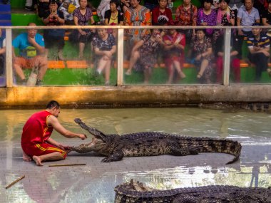 Timsah Göster Sriracha Tiger Hayvanat Bahçesi, Pattaya, Tayland 