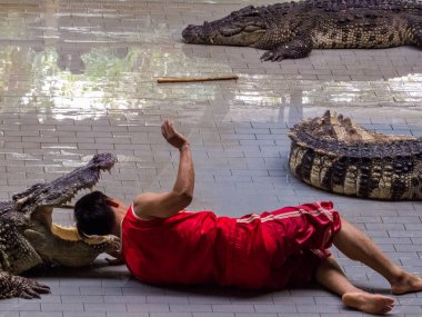 Tayland timsah gösterisi 