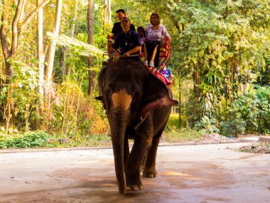 Elephant Riding, Pattaya, Tayland 