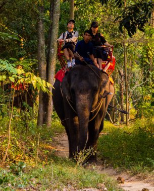 Elephant Riding, Pattaya, Tayland 
