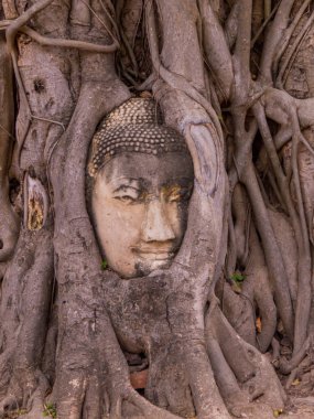 Buda'nın kafasından Ağaç kökleri, Wat Mahathat, Ayutthaya, Tayland