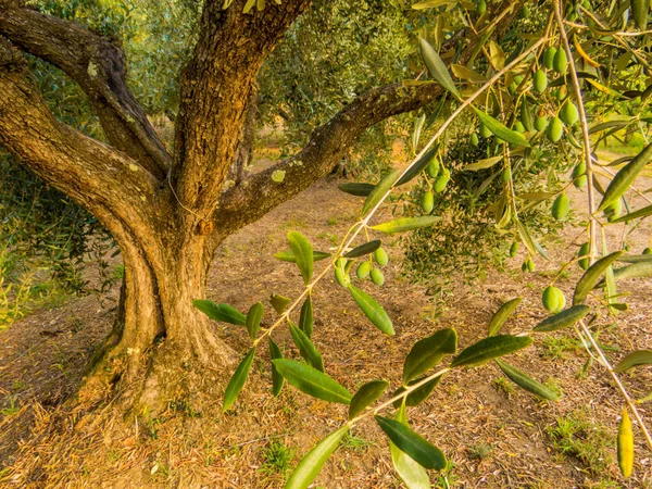Italienska olivträdet — Stockfoto