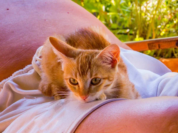 Adorable Kitten Portrait — Stock Photo, Image