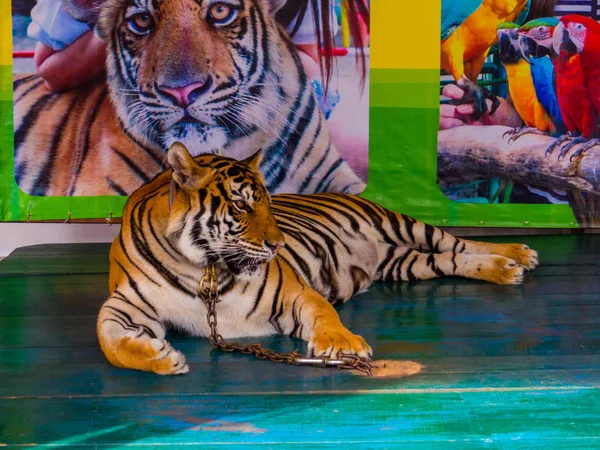 Photo avec tigre, Pattaya, Thaïlande — Photo