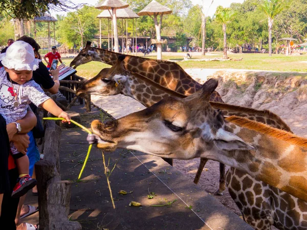 Alimentação de girafas, Khao Kheow Open Zoo, Pattaya, Tailândia — Fotografia de Stock