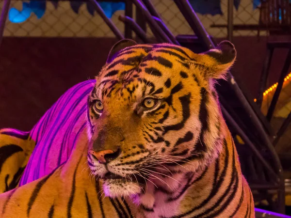 Tigre dans le cirque — Photo