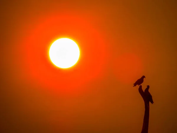 Πουλιά στο ηλιοβασίλεμα — Φωτογραφία Αρχείου