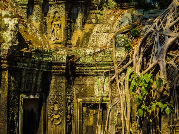 Ta phrom Tempel, angkor wat, Kambodscha — Stockfoto