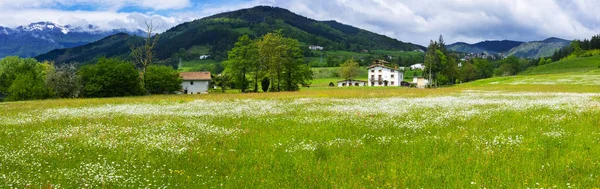 Krása Květů Sedmikrásky Jarní Louce Farmu Pozadí Španělsko — Stock fotografie