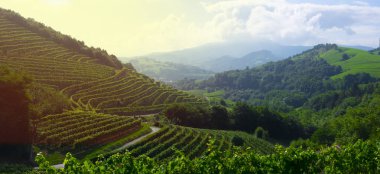 Manzaralı çiftlik alanı, bitkilerin yeşil satırlarla Zarautz, Bask Ülkesi, İspanya