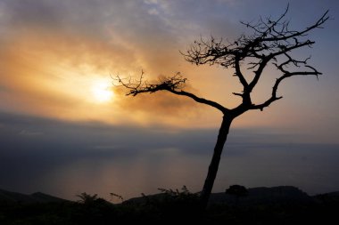 Tree against the light at sunset over the sea on Mount Jaizkibel, Basque Country clipart