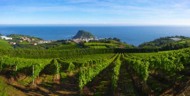 Vineyards and wine production with the Cantabrian sea in the background, Getaria Spain clipart