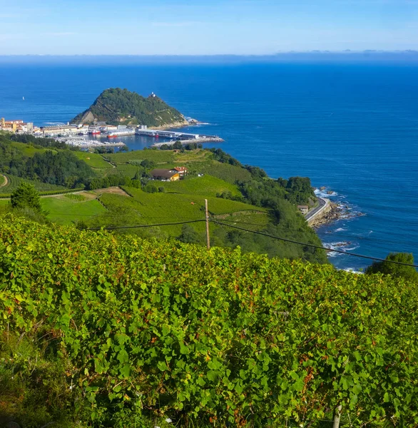 Vineyards Wine Production Cantabrian Sea Background Getaria Spain — Stock Photo, Image
