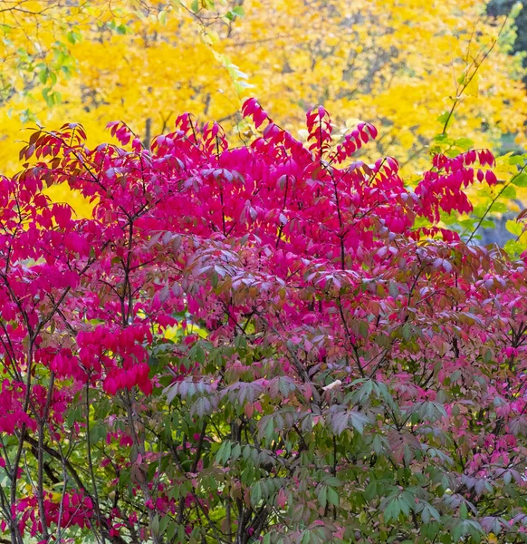 Herfst Kleuren Een Park Stad Van Vence — Stockfoto