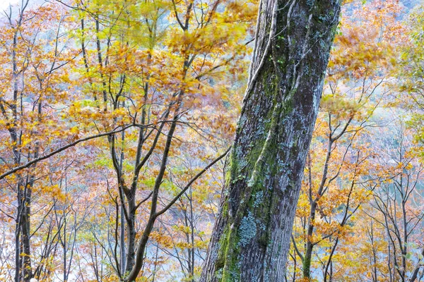 Herfst Kleuren Het Eikenbos Van Agina Navarra — Stockfoto