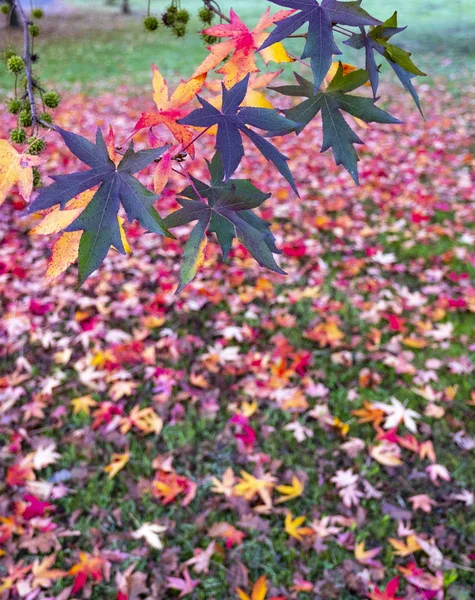 Fall Multicolored Leaves Autumn — Stock Photo, Image