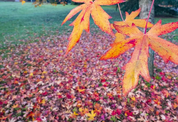 Yellow Leaf Fall Multicolored Leaves Autumn — Stock Photo, Image