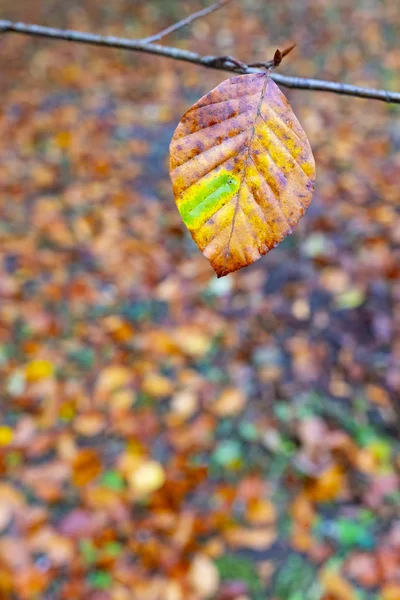 秋の色とりどりの葉の秋 — ストック写真