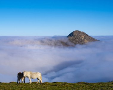İçinde doğal park, Aiako Harriak bir deniz bulutların arka planda, Bask Ülkesi ile otlatma atlar.