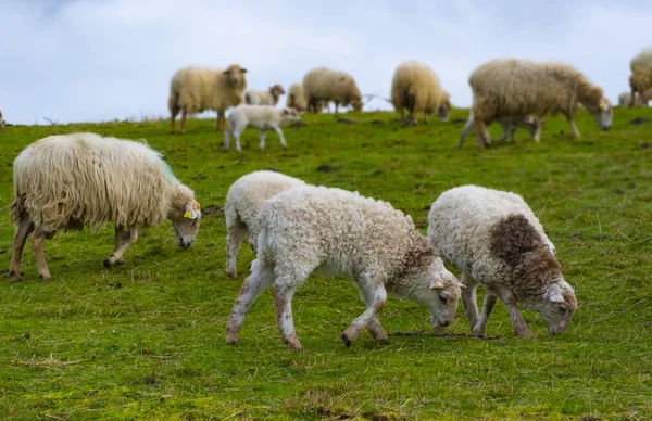 Manada Ovejas Pastan Pastos Verdes Las Montañas — Foto de Stock