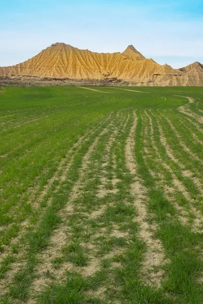 Obilná Plantáž Bardenas Pouštní Zónou Pozadí Navarra — Stock fotografie