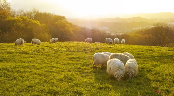 Rebaño Ovejas Pastando Con Sol Atardecer — Foto de Stock