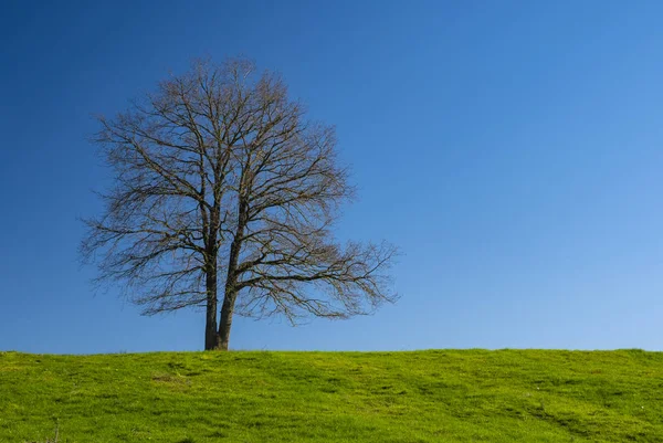 Einsamer Baum Auf Einer Wiese — Stockfoto