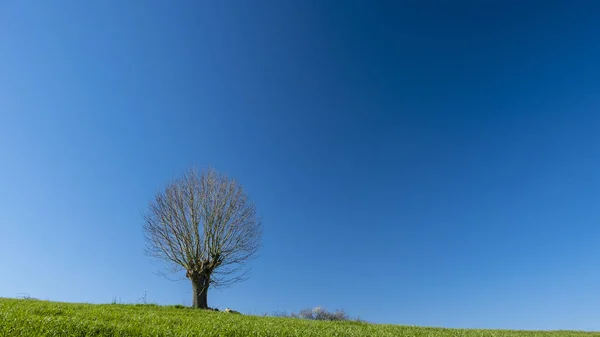 Einsamer Baum Auf Einer Wiese — Stockfoto