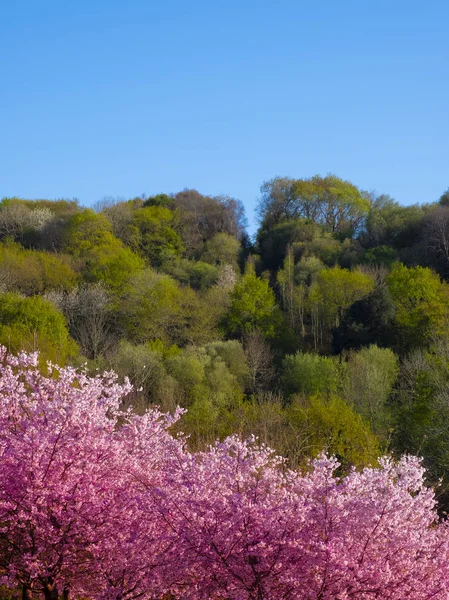 春に咲く木と美しい自然のシーン — ストック写真