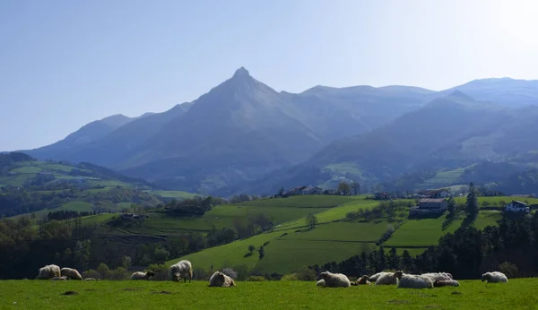 Κοπάδι Προβατοειδών Που Βόσκουν Ορεινό Λιβάδι Txindoki Euskadi — Φωτογραφία Αρχείου