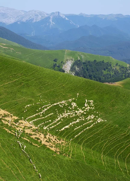 Stádo Ovcí Horském Svahu Alto Larrau Pyreneje Navarra — Stock fotografie