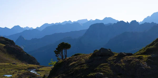 Pinos Ayous Entre Las Montañas Del Parque Natural Los Pirineos — Foto de Stock