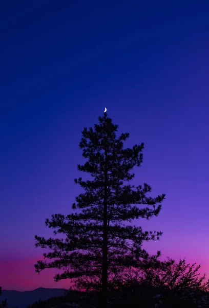 Sosna Księżycem Tworząca Choinkę Zachodzie Słońca — Zdjęcie stockowe