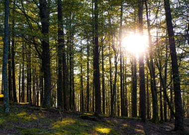 Orman ağaçlarının arasında güneş, Aiako Harriak doğal parkı, Euskadi