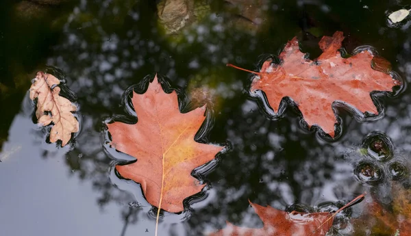 Bladeren Met Herfstkleuren Een Kreek Van Het Aiako Harriak Natuurpark — Stockfoto