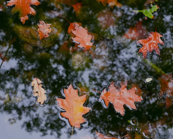 Bladeren Met Herfstkleuren Een Kreek Van Het Aiako Harriak Natuurpark — Stockfoto