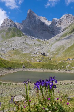 Lescun sirkinde Lilies on the Lac de Lhurs, Fransa Pireneleri