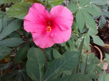 Koyu Pembe Hibiscus Çiçek 