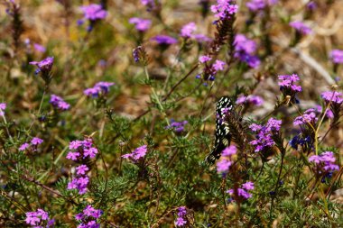 Alanında kanatlarını çırparak siyah ve beyaz kelebek mor çiçekler dolu