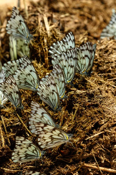 Black Blue Butterflies Together Piece Dry Dung Field — Stock Photo, Image