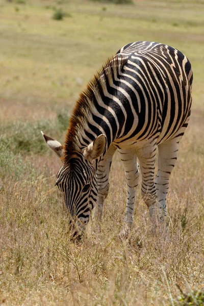 Zebra Pascolo Nel Campo Pieno Erba Lunga — Foto Stock