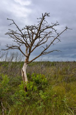 Ağaç dalları alanında büyüyen dolu