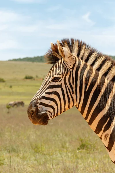 Zebra Spaceru Zamknąć Przez Ciebie Polu — Zdjęcie stockowe