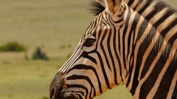 Zbliżenie Zebra Stojący Obok Ciebie Dziedzinie — Zdjęcie stockowe