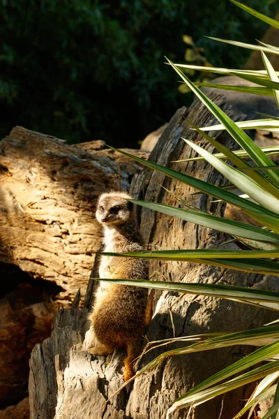 Meerkat Ständiga Och Vrida Att Titta Dig — Stockfoto