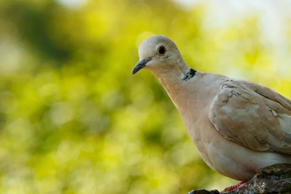 Pássaro Sentado Uma Rocha Virando Cabeça Para Olhar Para Você — Fotografia de Stock